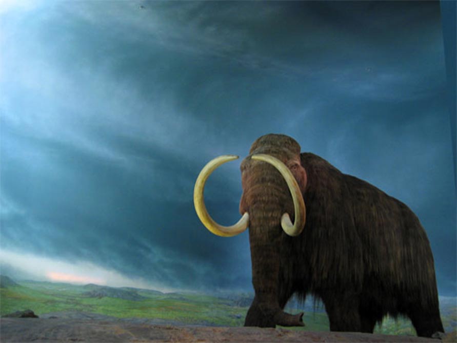 The Wooly Mammoth, Royal BC Museum, Victoria, British Columbia 