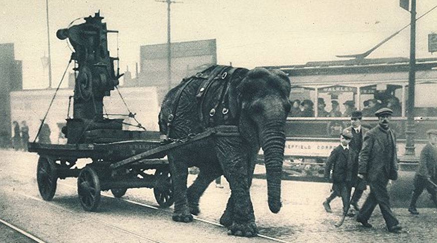 As recently as World War I elephants were used to draw heavy machinery or ordinance. This one worked in a munitions yard in Sheffield, England. 