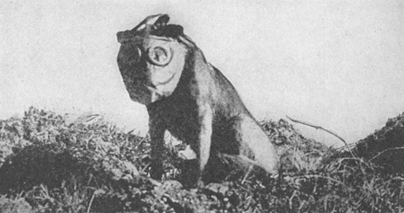 A dog employed by the Sanitary Corps during World War I to locate wounded soldiers. It is fitted with a gas mask. 