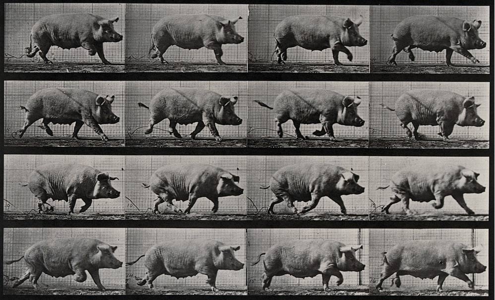 The pig, an unlikely weapon of war. [This file comes from Wellcome Images, a website operated by Wellcome Trust, a global charitable foundation based in the United Kingdom.